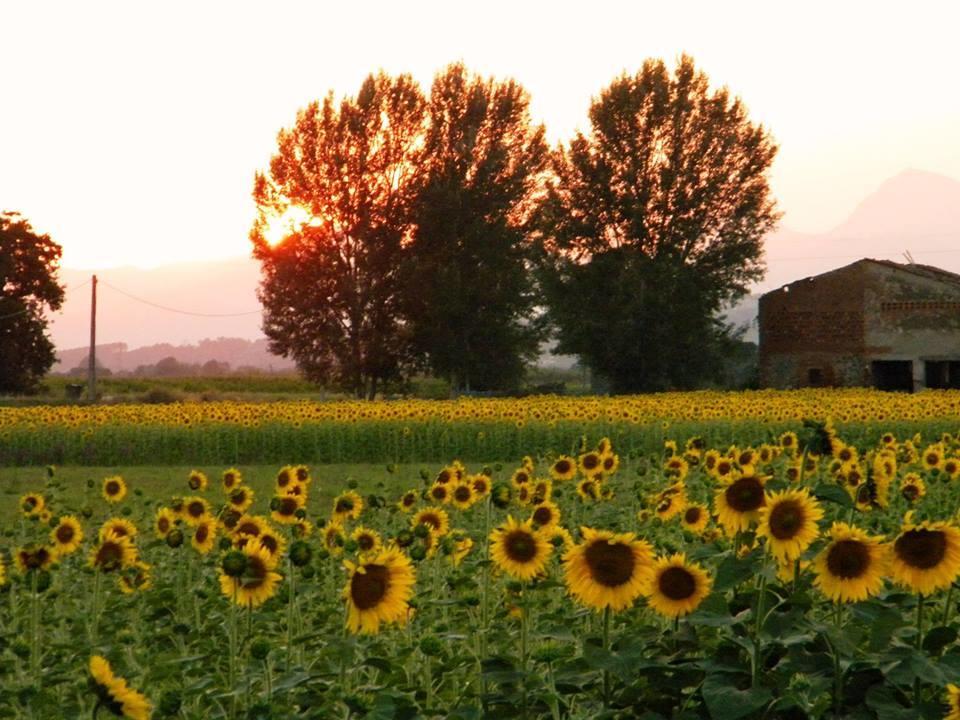 Agriturismo Settepassi Tuscany Ponte Buggianese Eksteriør billede